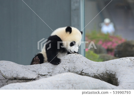 Panda's baby 53990793