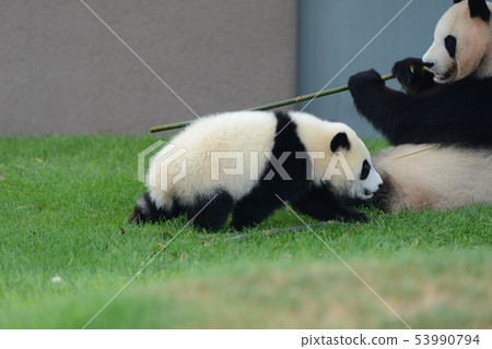 Panda's baby 53990794