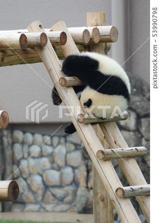 Panda's baby 53990798