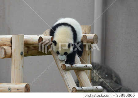 Panda's baby 53990800