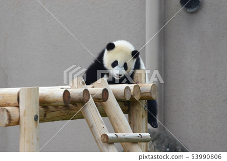 Panda's baby 53990806