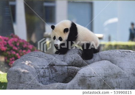 Panda's baby 53990815