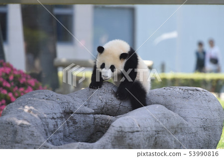 Panda's baby Panda's baby 53990816