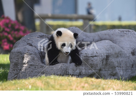熊貓的寶貝 53990821