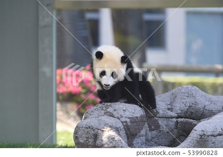 熊貓的寶貝 熊貓的寶貝 53990828