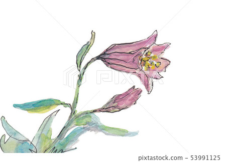 Himesayuri Yamano grass illustration sideways 53991125