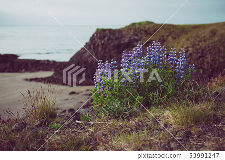 Lupine flowers in Iceland 53991247