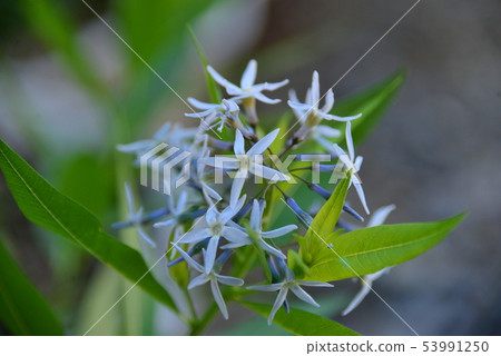 丁香草 53991250