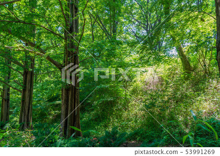 一片明亮的森林,陽光照射到灌木叢中 一片明亮的森林,陽光照射到灌木叢中 53991269