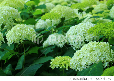Hydrangea Annabelle 53991279