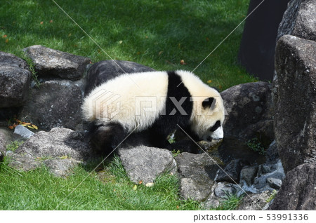熊貓的寶貝 53991336