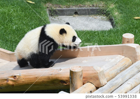 熊貓的寶貝 53991338