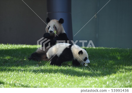 Panda parent and child 53991436