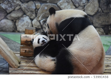 熊貓父母和孩子 53991438