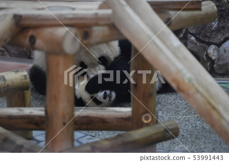 熊貓父母和孩子 53991443