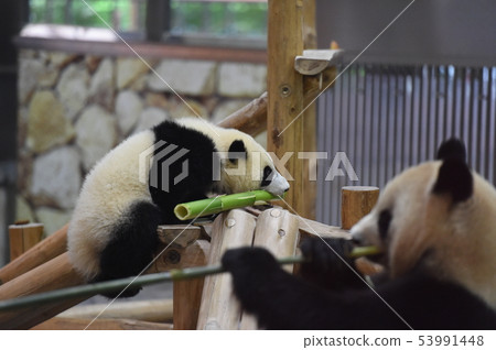 熊貓父母和孩子 53991448