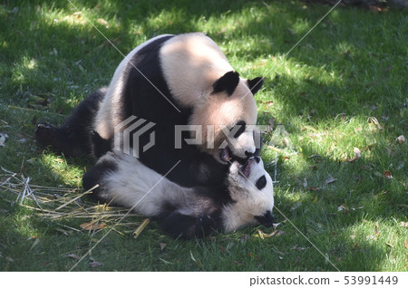 Panda parent and child 53991449