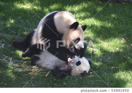 Panda parent and child Panda parent and child 53991450