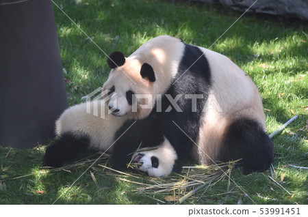 Panda parent and child 53991451