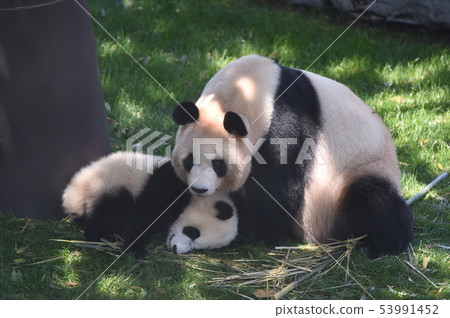 熊貓父母和孩子 熊貓父母和孩子 53991452