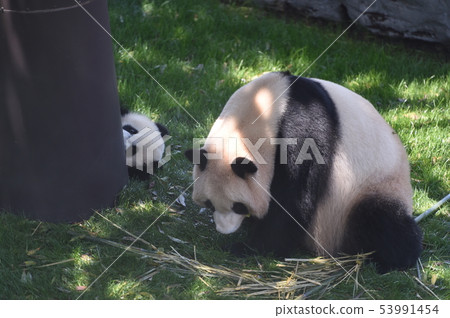 熊貓父母和孩子 53991454