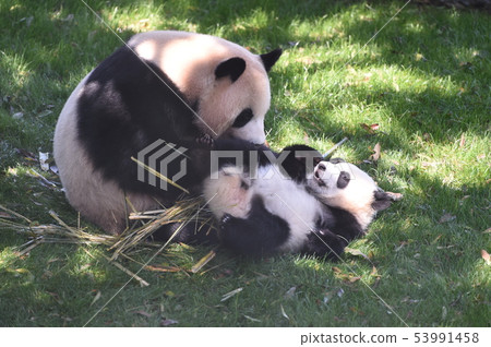 熊貓父母和孩子 53991458