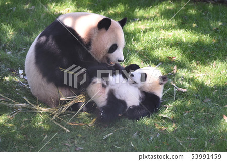 熊貓父母和孩子 53991459