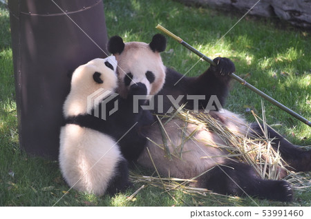 Panda parent and child 53991460