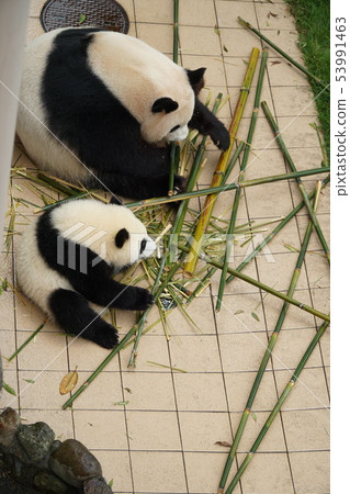 Panda parent and child 53991463
