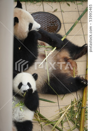 熊貓父母和孩子 53991465