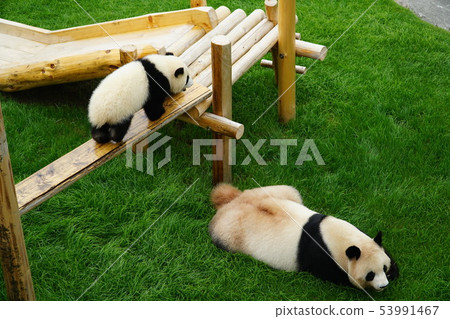 Panda parent and child 53991467