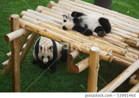 Panda parent and child 53991468