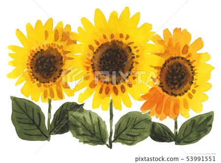 Sunflower 19614 pix 7 Sunflower 19614 pix 7 53991551