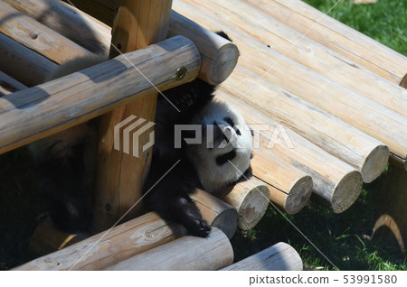 Panda's baby 53991580