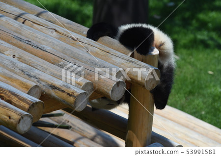Panda's baby 53991581