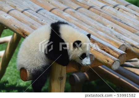 熊貓的寶貝 53991582