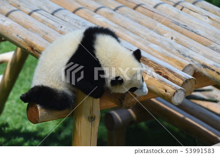 熊貓的寶貝 53991583