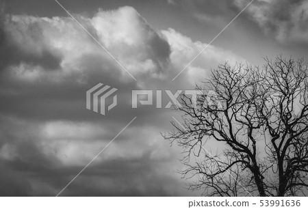 Silhouette dead tree  on dark grey sky and white 53991636