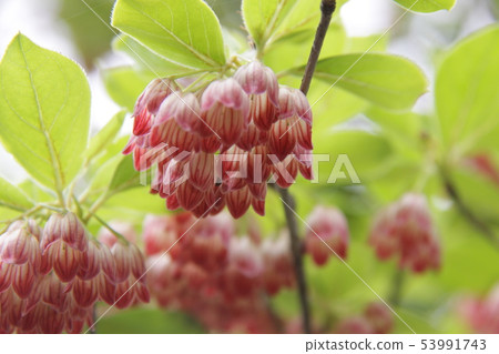 Salasa Doudin Salasa Doudin 53991743