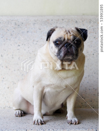 portraits photo of a lovely white fat cute pug dog 53991895