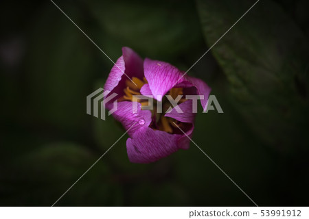 Mitsuba Azalea 53991912