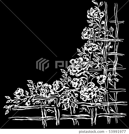 Many Roses Beyond Wooden Fence. Hand Drawn  53991977