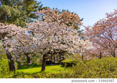 Matsutsuki Sakura 53992087