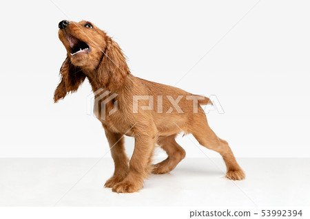 Studio shot of english cocker spaniel dog isolated on white studio background 53992394