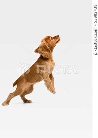 Studio shot of english cocker spaniel dog isolated on white studio background 53992439