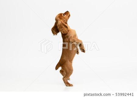 Studio shot of english cocker spaniel dog isolated on white studio background 53992441