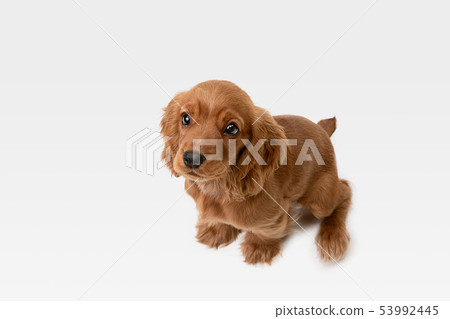 Studio shot of english cocker spaniel dog isolated on white studio background 53992445