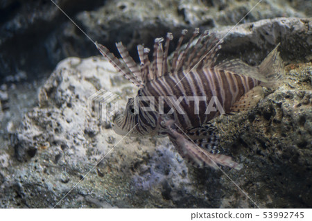 Sea lion fish 53992745