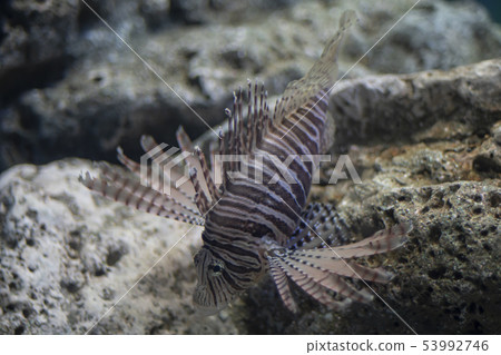 Sea lion fish Sea lion fish 53992746