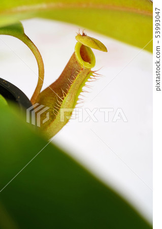 Sculptural beauty of nature 53993047